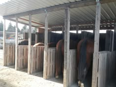 several horses are standing in their stalls