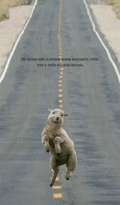 a sheep jumping up into the air in front of an empty road with a quote on it