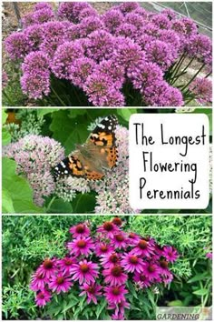 purple flowers and butterflies with the words the longest flowering perennials on it's side