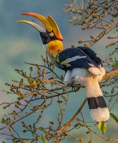 a colorful bird sitting on top of a tree branch with its beak open and tongue out