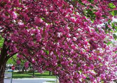 pink flowers blooming on the branches of a tree