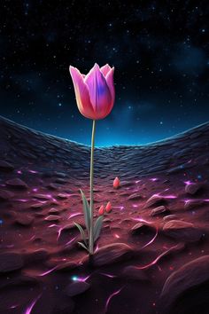 a pink flower sitting in the middle of a desert at night with stars on the sky