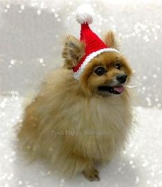 a small brown dog wearing a red and white santa hat on top of it's head