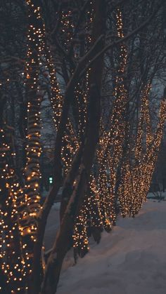 there are many lights on the trees in the snow