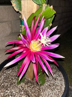 a large pink flower sitting on top of a potted plant