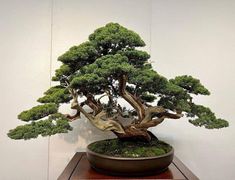 a bonsai tree is displayed on a table