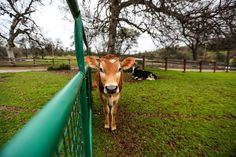 a brown cow standing next to a green fence on top of a lush green field