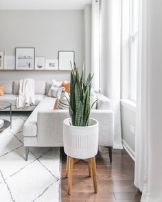 a living room filled with furniture and a potted plant on top of a table