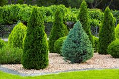 Arborvitae Blue Cone, Thuja orientalis, Oriental Arborvitae, Platycladus orientalis The Blue Cone Arborvitae is a stunning evergreen tree that grows in a tall, narrow cone shape. It is an excellent choice for creating a natural privacy screen or windbreak in your landscape. This tree has soft, feathery foliage that is a beautiful blue-green color and adds a striking contrast to the surrounding greenery. It is also drought tolerant and low maintenance, making it an ideal tree for a busy gardener Inside House Plants, Thuja Orientalis, Best Bathroom Plants, Small Evergreen Shrubs, Christmas Cactus Care, Arborvitae Tree, Cactus Care, Plant Care Houseplant, Best Indoor Plants