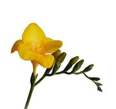 a yellow flower with green stems on a white background