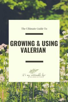 the ultimate guide to growing and using valerian in your garden or yard, with text overlay