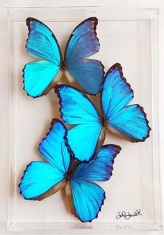 four blue butterflies in a clear box