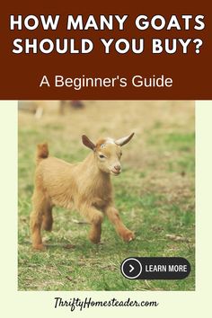 a baby goat running in the grass with text overlay how many goats should you buy?