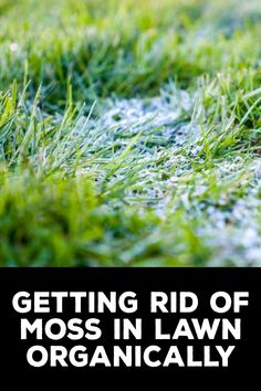 How to Get Rid of Moss in Lawn Organically Grow Grass Fast, How To Grow Grass, Lawn Problems, Organic Lawn Care, Growing Grass, Weeds In Lawn, Lawn Care Tips, Lawn Maintenance