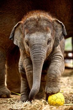 an elephant standing next to a yellow ball