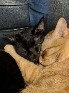 two cats are sleeping together on a couch