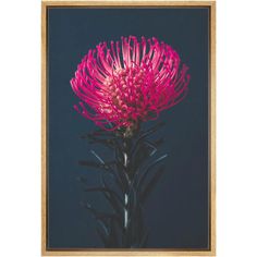 a pink flower in a wooden frame on a black background