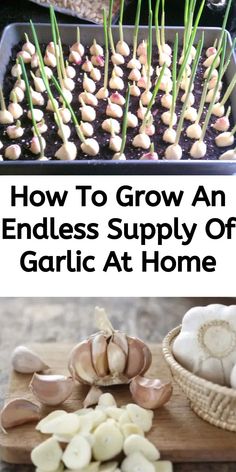 garlic is the best way to grow an endless supply right at home