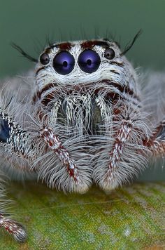 a close up view of a jumping spider with blue eyes and long legs on a green leaf