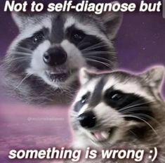 two raccoons with the caption not to self - diagnose but something is wrong