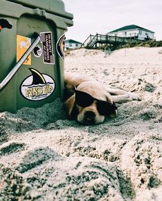 a dog laying in the sand near a trash can