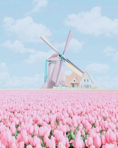 a windmill in the middle of a field of pink tulips