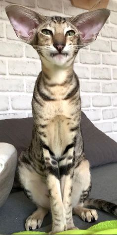 a cat sitting on top of a bed next to a green object in front of a brick wall