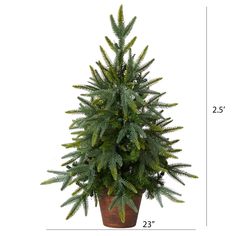 a potted pine tree is shown with measurements