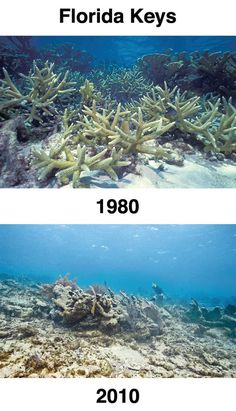 two pictures showing the different types of corals in florida keys, from 1950 to 2010