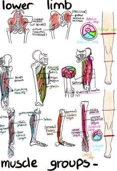 the muscles are labeled and labeled in this diagram, which shows how each muscle is attached to