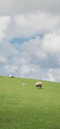 some sheep are grazing in a field on a cloudy day with blue sky and white clouds