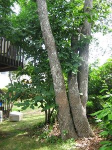 a tree house in the middle of some trees