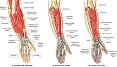 the muscles are labeled in red and green, with their major functions highlighted on each arm