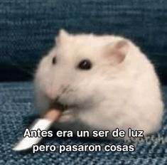 a white hamster eating a piece of food on top of a blue couch with the caption'antes era un ser de der de fuer de luz perro pasoron cosas