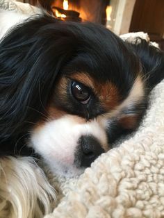 a close up of a dog laying on a blanket