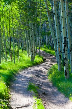 a dirt road surrounded by trees and grass