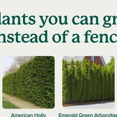 an advertisement for the american holly company shows different types of bushes and shrubs that are trimmed with green leaves