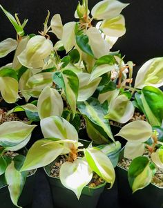 several potted plants with white flowers and green leaves