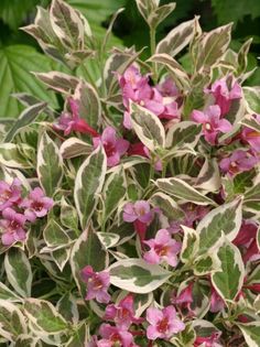 pink and white flowers with green leaves in the background