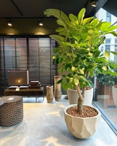 a living room filled with lots of furniture and a potted plant on top of a table