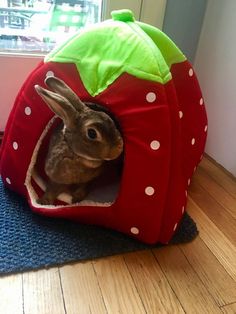 a rabbit in a strawberry shaped bed on the floor