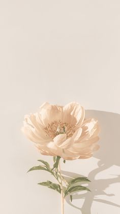 a large pink flower sitting on top of a white table