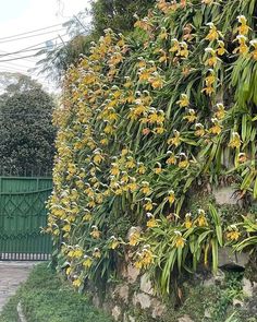 yellow flowers growing on the side of a green fence