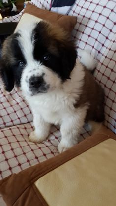 a brown and white puppy sitting on top of a couch