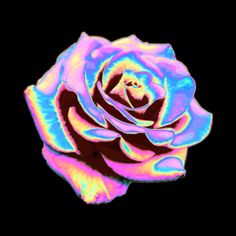 a pink and blue rose on a black background