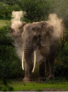 an elephant standing in the grass with steam coming out of its trunk