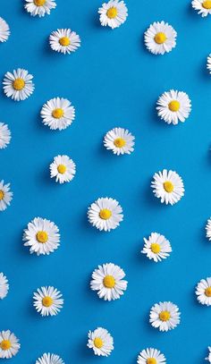 white daisies are arranged on a blue background with yellow centers and the petals appear to float in the air