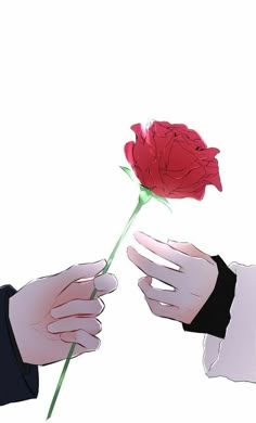 two hands reaching for a red rose that is being held by another hand