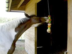 a brown and white horse standing next to a wooden building eating food from a string