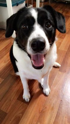 a black and white dog sitting on top of a hard wood floor